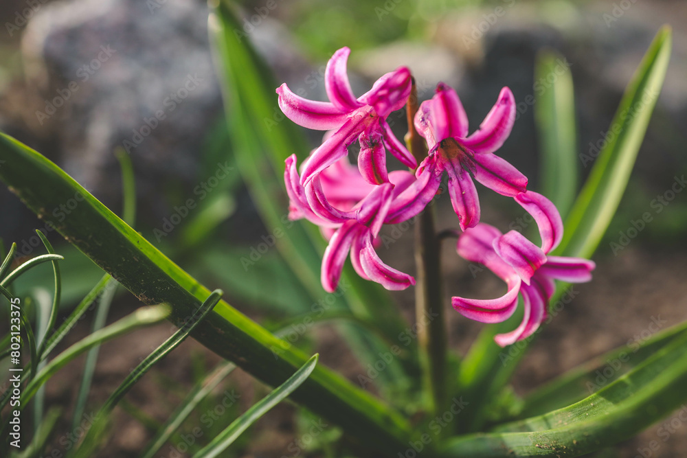 Pastel hyacinth flowers blooming at springtime Pastel hyacinth flowers blooming at springtime