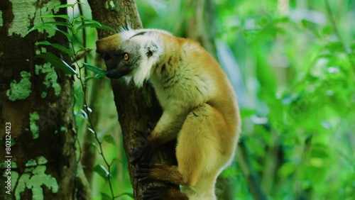 A footage of the Ring-tailed lemurs (Lemur catta) in Madagascar rainforest. photo