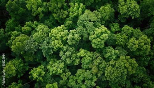 Abundant evergreen trees create a lush forest canopy © Alexei