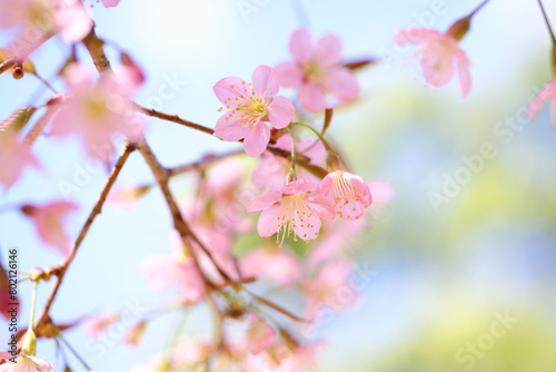 pink cherry blossom sakura flowers in close up