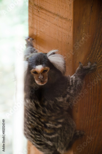 Petit singe dans un par zoologique