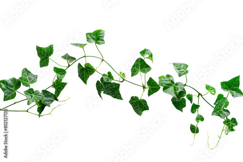 Ivy Vine Climbing plant On Transparent Background.