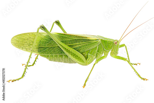 Katydid Insect On Transparent Background.