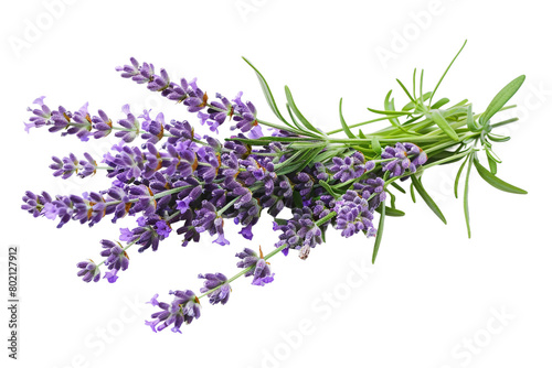 Lavender Plant On Transparent Background.