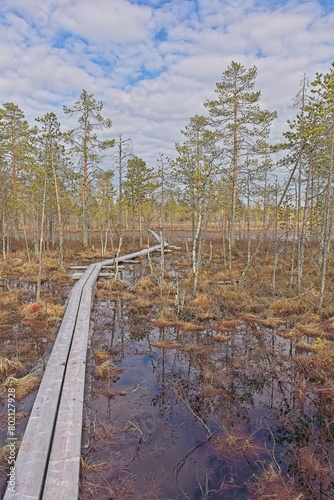 Hiking trail duckboard path on Viiankiaapa Nature Trail at Viiankiaapa Mire Reserve in cloudy spring weather, Sodankylä, Lapland, Finland. Swampy land and wetland, marsh, bog. photo