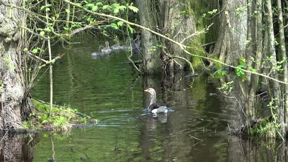 A family of geese with small chicks swimming on a body of water with some trees in it. A family of geese with small chicks swimming on a body of water with some trees in it.