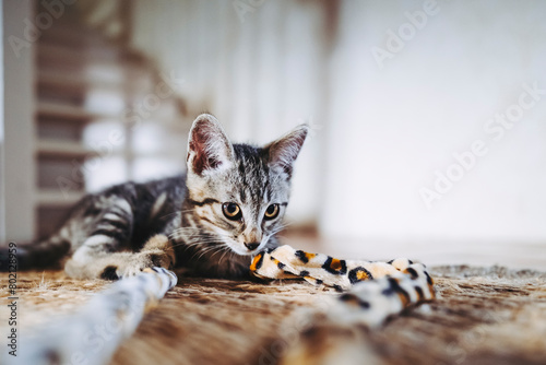 Adorable chaton tigré gris à la maison © PicsArt