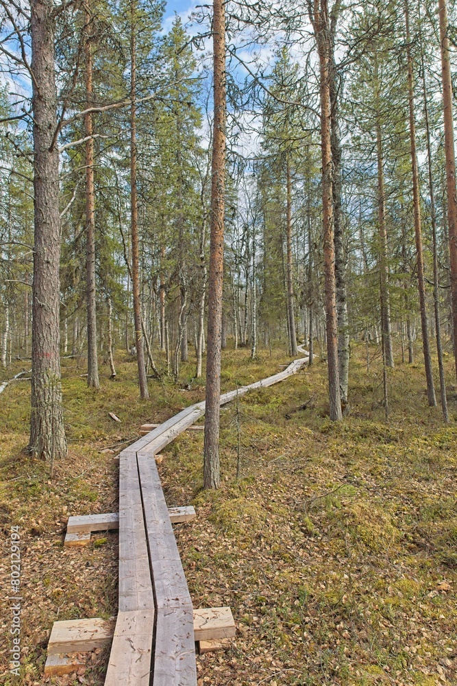Obraz premium Hiking trail duckboard path on Viiankiaapa Nature Trail at Viiankiaapa Mire Reserve in cloudy spring weather, Sodankylä, Lapland, Finland. Swampy land and wetland, marsh, bog.
