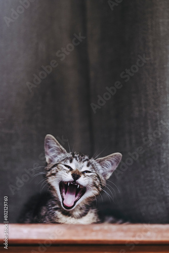 Portrait rigolo d'un adorable chaton tigré gris en train de bailler © PicsArt