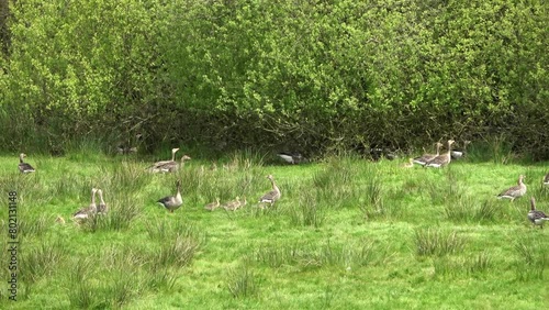 Many geese with many chicks on a green meadow in a wild jumble. photo