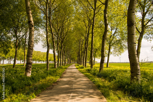 bicycle road in the summer park