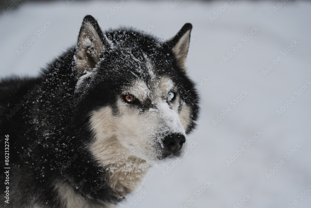 Siberian Husky dog ​​with multi-colored eyes in winter, close-up photo of the muzzle.