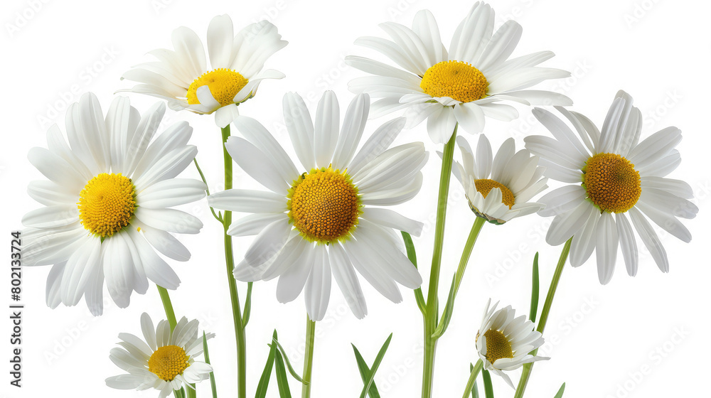 Beautiful chamomile flowers in meadow, Flower background, Chamomile in the nature, Copy space, Soft focus - Image,Beautiful daisies on white background, closeup, Floral background

