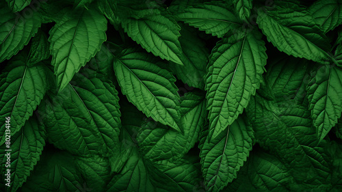 green leaves background
