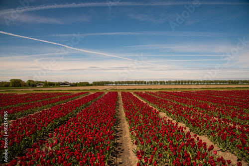dutch windmill in red tulip field