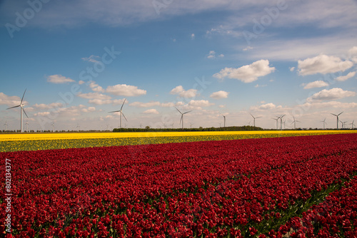 dutch windmill in red tulip field