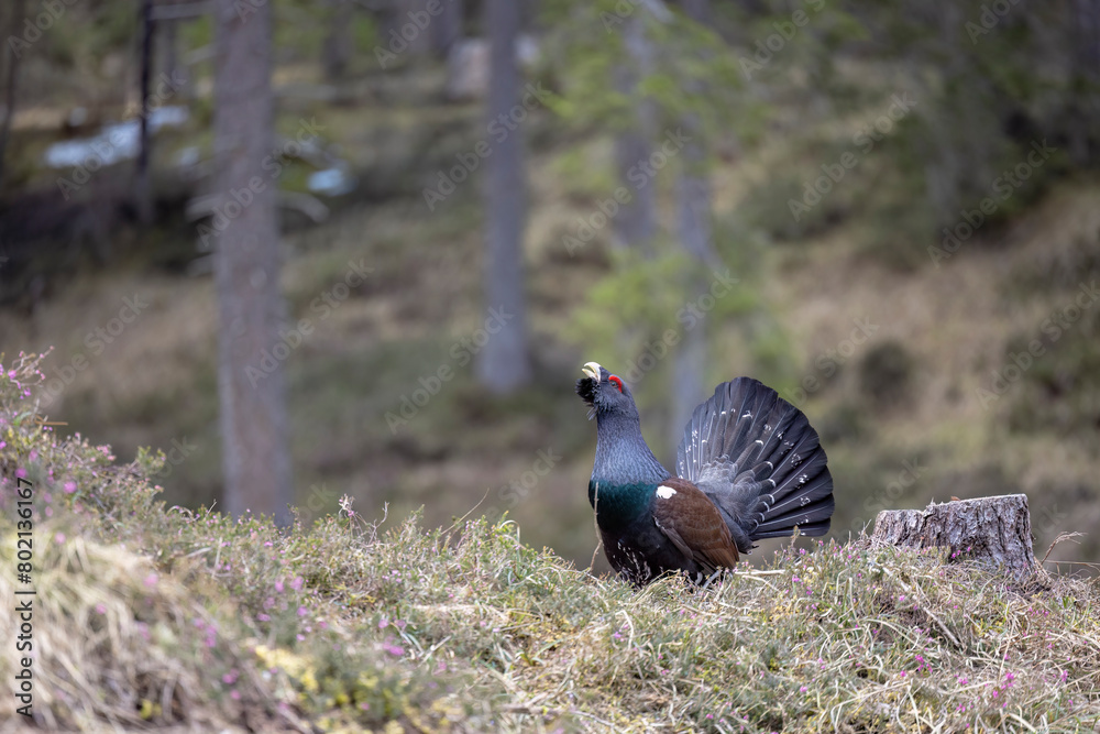 Obraz premium The male western capercaillie (Tetrao urogallus), in a forest in the Veneto region of Italy