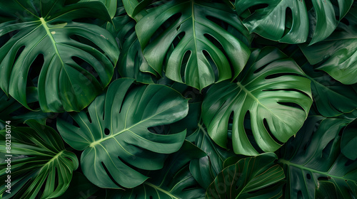 Dense green monstera leaves filling the frame