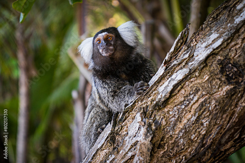 Photos Macaco sagui Callithrix Callitrichidae em cima de um tronco de árvore em meio a
