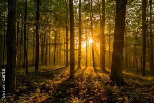 Sunlight filters through dense trees in forest  creating a magical golden hue