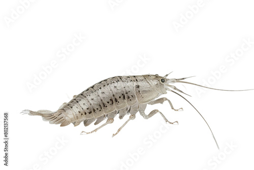Silver fish On Transparent Background. photo