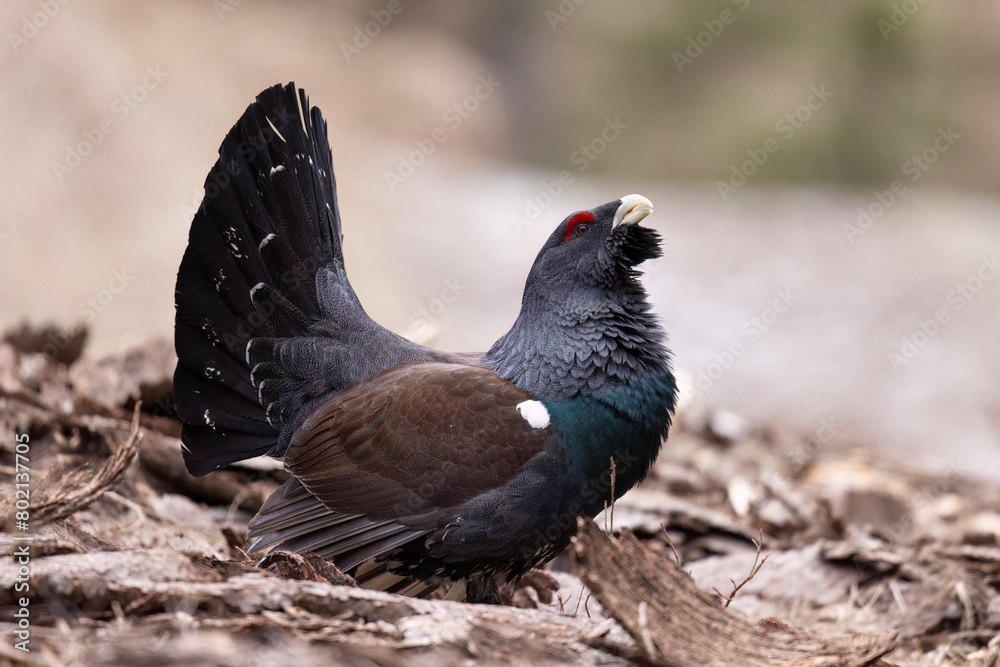 Obraz premium The male western capercaillie (Tetrao urogallus), in a forest in the Veneto region of Italy