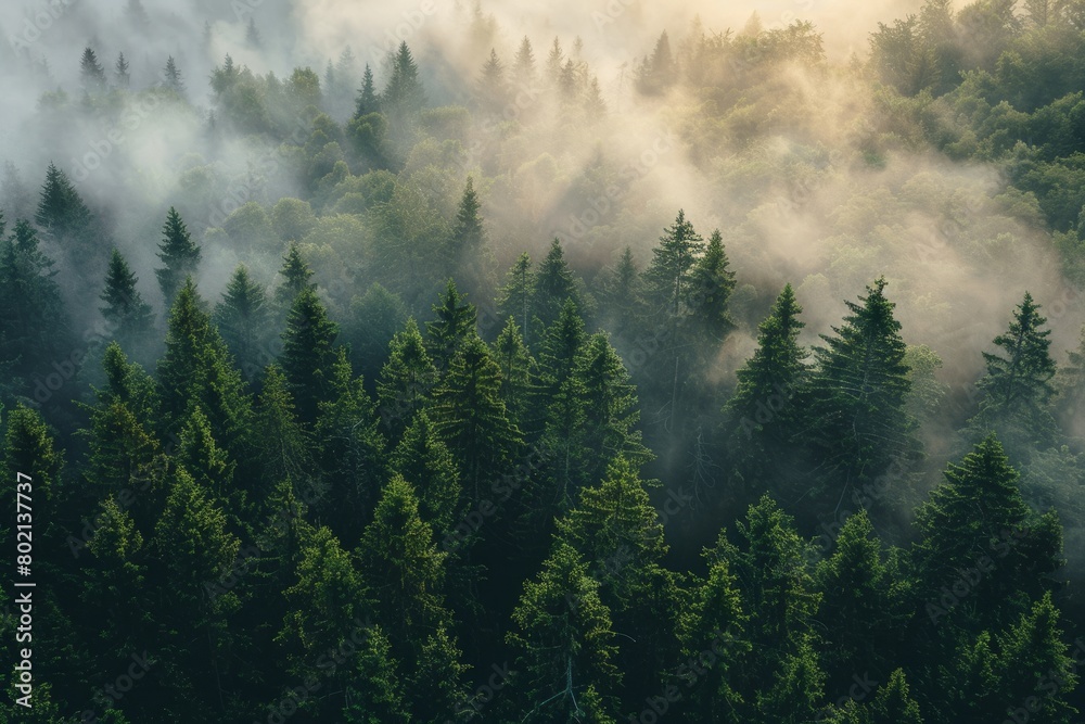 A dense forest covered in fog creating an ethereal atmosphere at sunrise