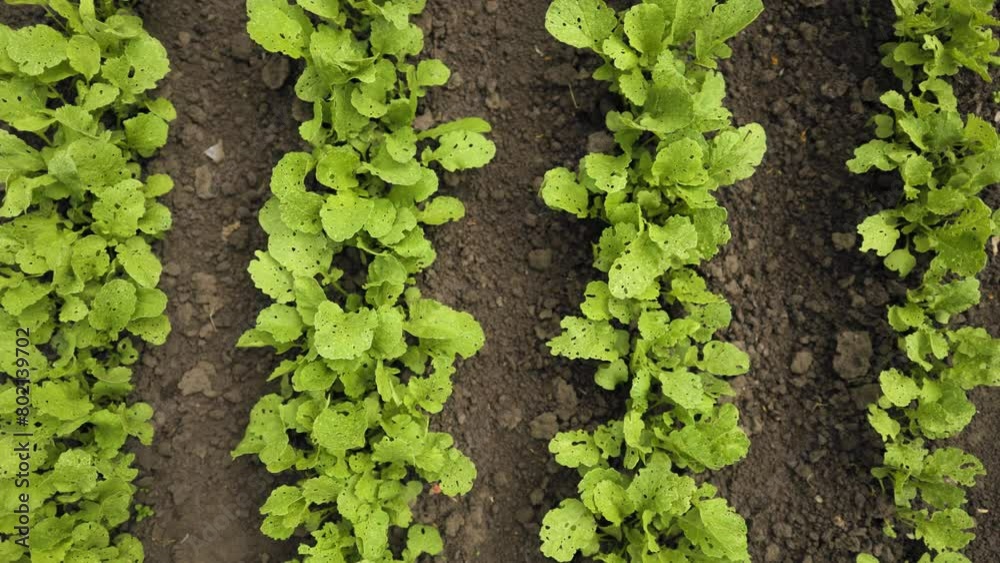 radish cultivation lines in the greenhouse, radish plants ready for harvesting in fertile soil. radish cultivation lines in the greenhouse, radish plants ready for harvesting in fertile soil.