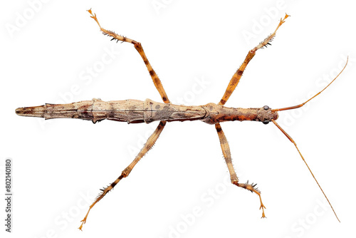 Stick insect On Transparent Background.