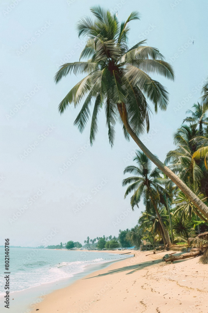 Obraz premium A palm tree is on a beach with a clear blue sky