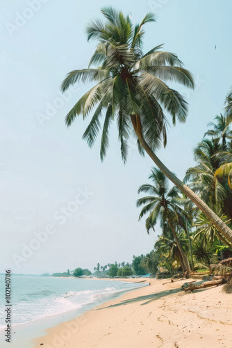 A palm tree is on a beach with a clear blue sky