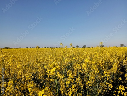 A landscape on a rapeseed field that bloomed with yellow flowers and which is separated from the blue sky by a thin row of green trees that are barely visible beyond the horizon.