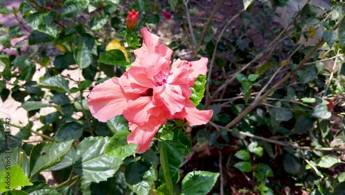 Mysuru, Karnataka, India-April 20 2024; A Close up view of a bright Pink Hibiscus flower grown as an Ornamental decorative plant in tropical India.
 photo