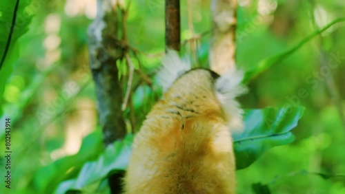 Hybrid lemur, Palmarium Reserve, Lac Ampitabe, Pangalanes Canal, Madagascar.  photo