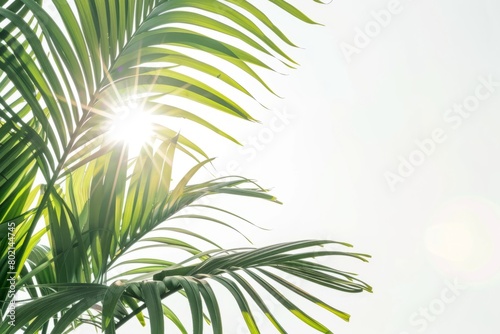 Bright sunlight filters through the green leaves of a palm tree  creating a contrast against a white backdrop