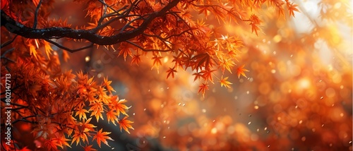 View of maple trees and orange leaves The atmosphere looks warm.