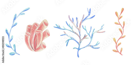 Corals, sponges, algae branches Watercolor illustration hand drawn with pastel colors turquoise, blue, mint, coral, peach. Set of elements isolated from background photo