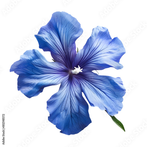 Peacock flower isolated on a transparent background photo