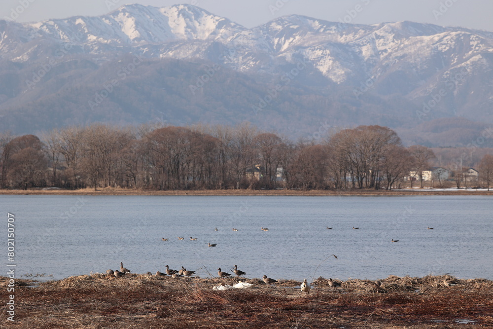 Naklejka premium 渡り鳥たちがほとりでくつろぐ4月上旬の宮島沼