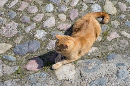 Red tomcat lies on paving stones in the sun