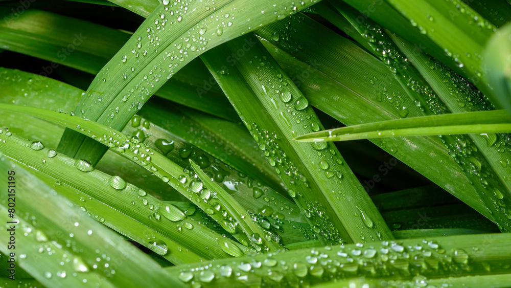 green leaf with drops of water green leaf with drops of water
