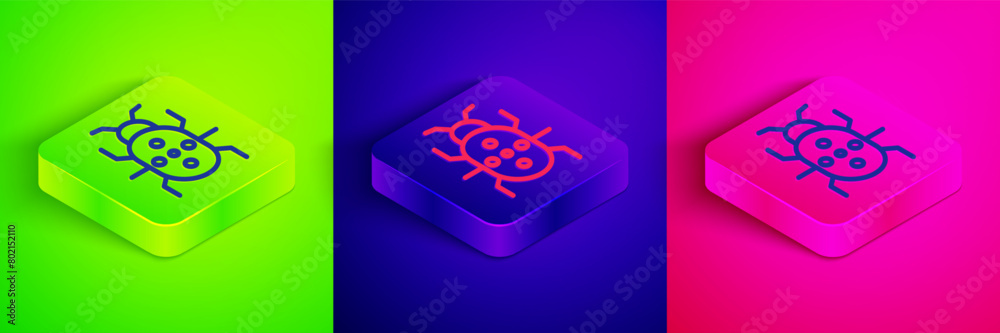 Isometric line Colorado beetle icon isolated on green, blue and pink background. Square button. Vector Isometric line Colorado beetle icon isolated on green, blue and pink background. Square button. Vector