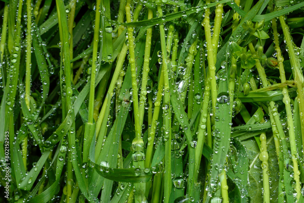 Fototapeta premium green leaf with drops of water