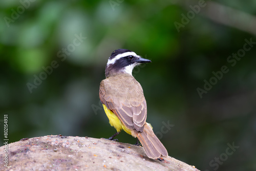 Back view of golden-bellied Flycatcher seen turning its head in profile while perched on rock, La Fortuna, Costa Rica photo