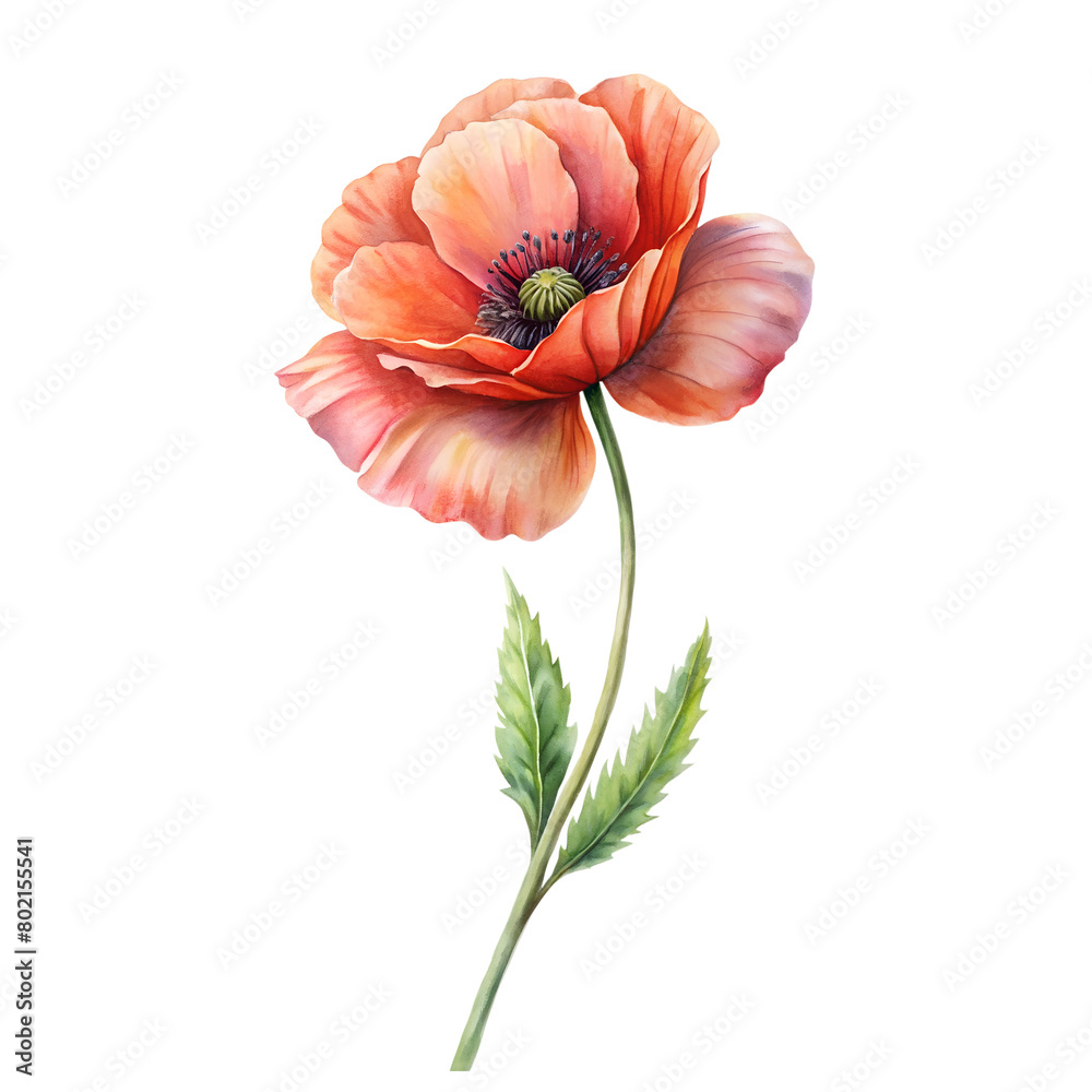 Watercolor Birth Month August Flower Poppy Clipart on transparent background illustration