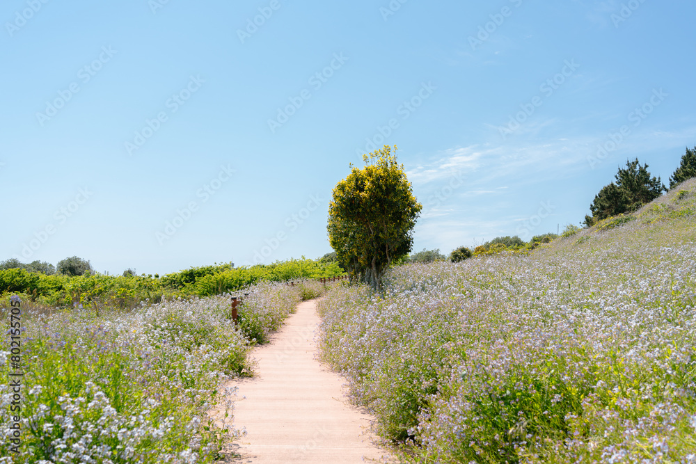 Biyangdo Island spring flower road in Jeju island, Korea