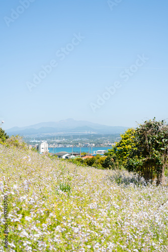 Biyangdo Island flower field and seaside village at spring in Jeju island, Korea