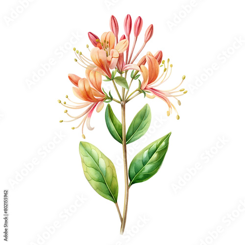 Watercolor Birth Month June Flower Honeysuckle Clipart on transparent background illustration