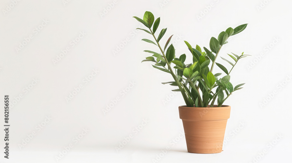 Beautiful house plant zamiokulkas in a white pot on a gray concrete background, The concept of minimalism, Home plants in a modern interior, Banner,Free space for text

