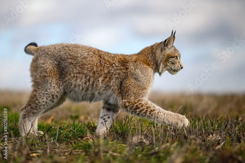 A lynx at the edge of the forest inspects the newly fallen snow.